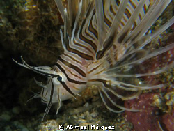 Lionfish by Abimael Márquez 